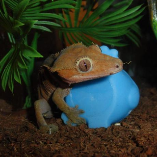 Newt K